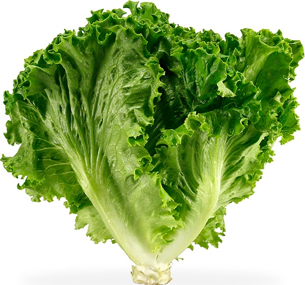 ผักสลัดใบเขียว - Green Leaf Lettuce