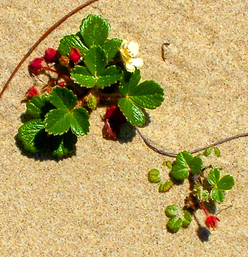 สตรอเบอรี่ชายหาด - Coastal Strawberry (ทนร้อน)