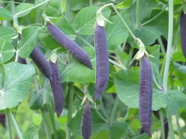 ถั่วลันเตาสีม่วง - Purple Pod Pea