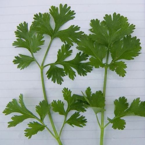 ผักชีเลม่อน - Coriander Lemon