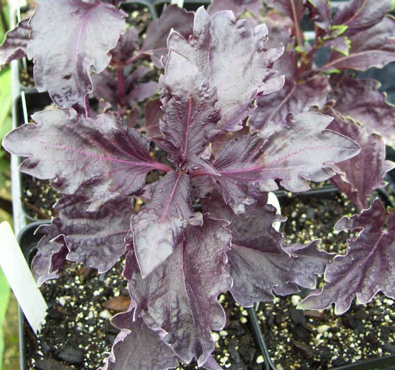 โหระพารัฟเฟิลสีม่วง (ใบหยัก) - Purple Ruffles Basil