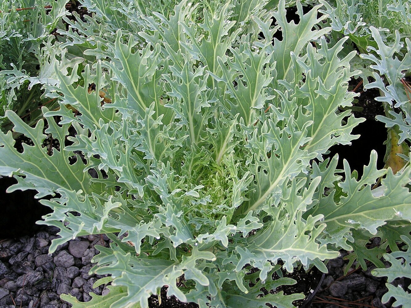 เคลรัสเซียสีขาว - White Russian Kale
