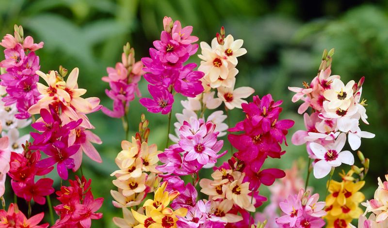 ไอเซียคละสี - Mixed Ixia