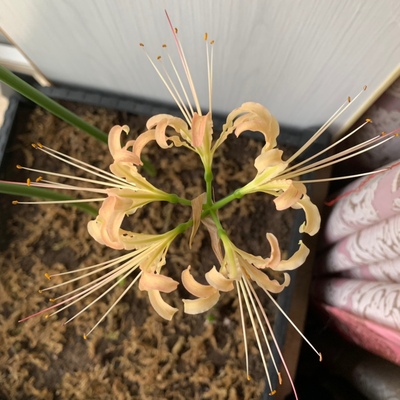หัวลิลลี่แมงมุมสีชมพูกลีบหยิก - Pink Curling Spider Lily (Lycoris Sp.) 1 หัว