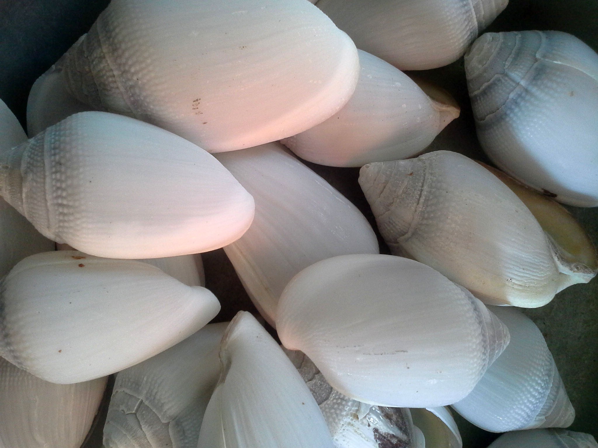 หอยนมหมูชั่งกิโล