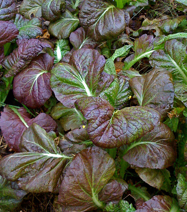 มัสตาร์ดโอซาก้าสีม่วง - Osaka Purple Mustard