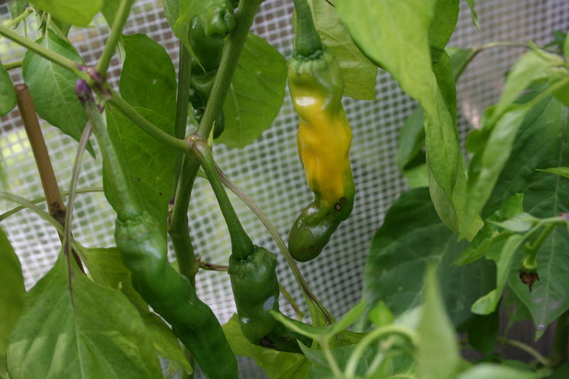 พริกกระจู๋สีเหลือง - Yellow Peter Pepper