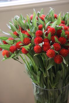 บานไม่รู้โรยสีแดง - Strawberry Gomphrena
