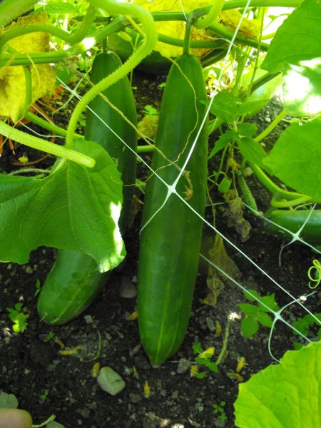 แตงกวาญี่ปุ่นชินโตคิวะ - Shintokiwa Japanese Cucumber