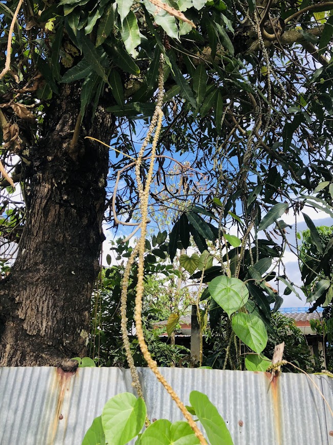 🌿 บอระเพ็ดสด Fresh Tinospora 1 กิโลกรัม ราคาถูก เถาบอระเพ็ดแท้ Tinospora cordifolia สมุนไพรไทย Thai Herb ต้านอนุมูลอิสระ Antioxidant ขายส่ง-ปลีก Wholesale 🌿 บอระเพ็ดสด Fresh Tinospora cordifolia (Thunb.) Miers. เถาบอระเพ็ดแท้