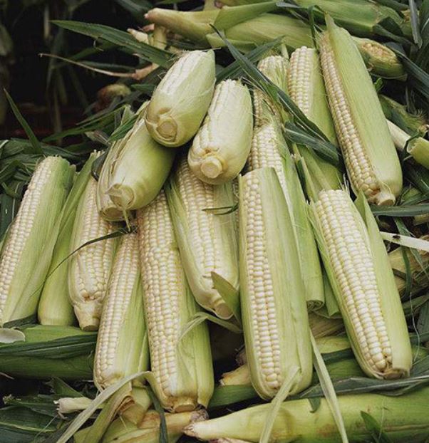 ข้าวโพดสีขาวหอม F1 - White Fragrant Corn F1