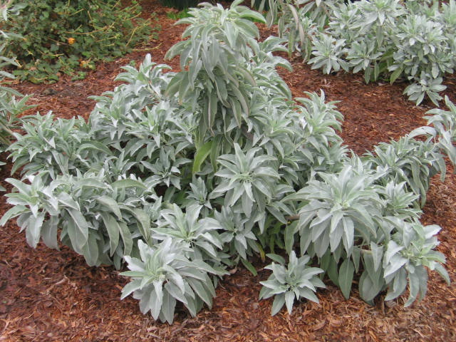 เสจขาว - White Sage (Salvia apiana)