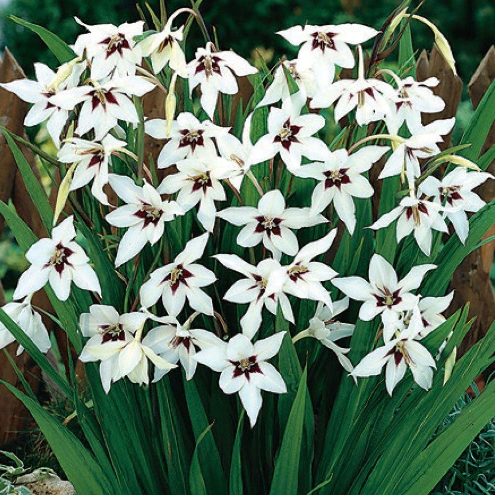แกลดิโอลัสหอม (มยุเรศ, กล้วยไม้นกยูง) - Gladiolus Callianthus 4 หัว