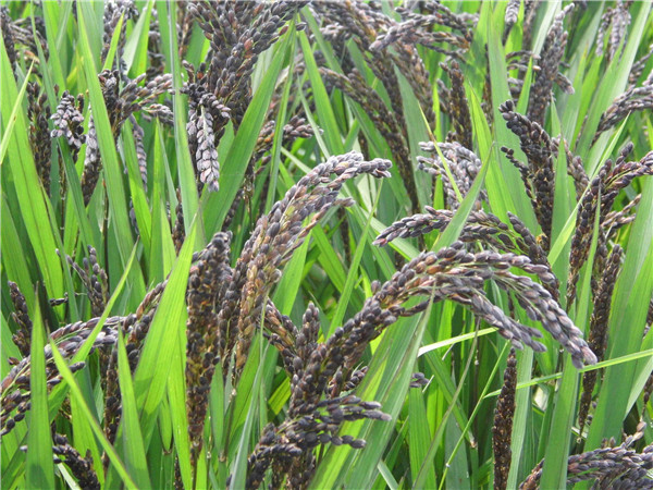 ข้าวญี่ปุ่นเลือดสีม่วง (เมล็ดสีม่วง หายาก) - Purple Blood Japanese Rice