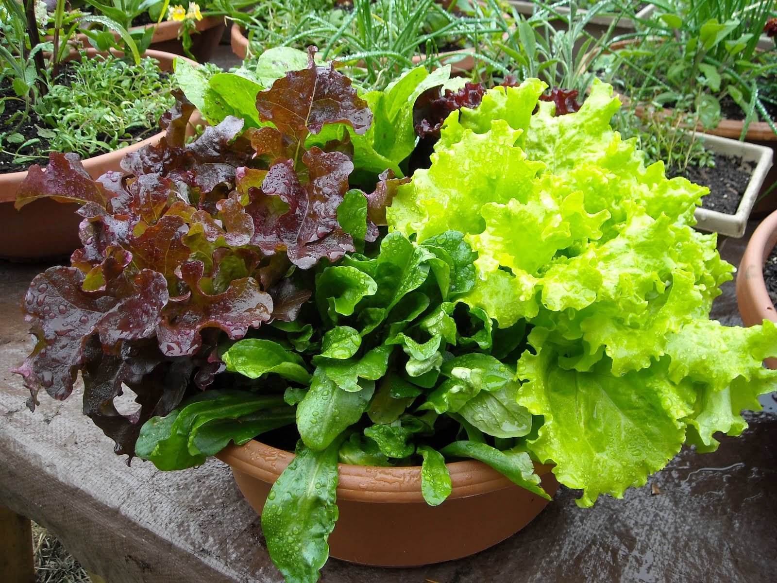 ผักสลัดคละชนิด - Mixed Greens Lettuce