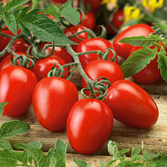 มะเขือเทศโรม่า - Roma Tomato