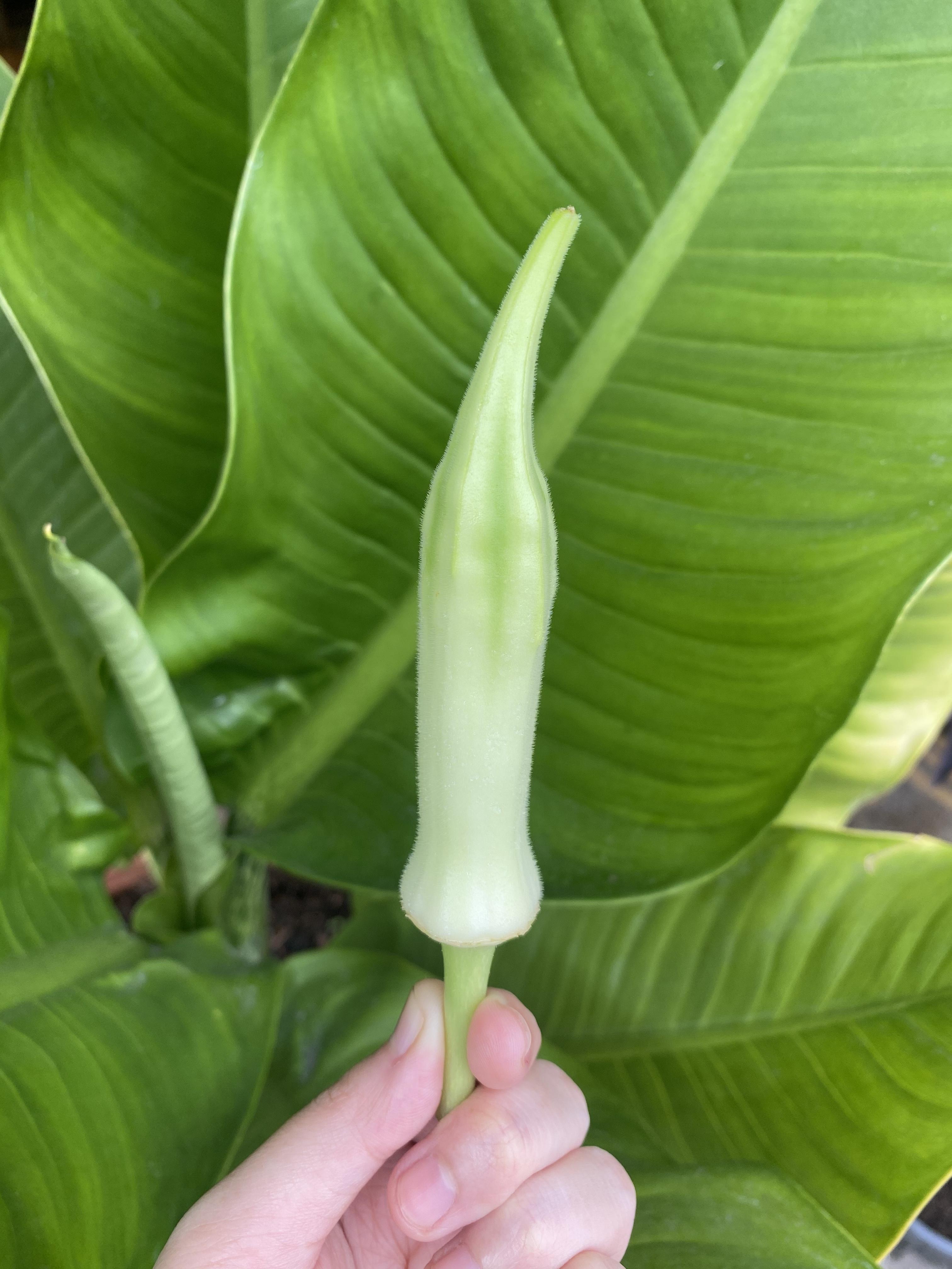 กระเจี๊ยบมอญสีขาว - Silver Queen Okra