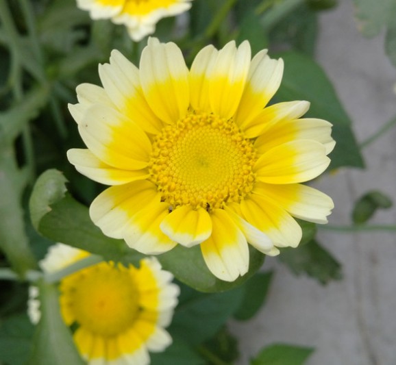 เดซี่การ์แลนด์คละสี (ตังโอ๋) - Garland Daisy (Crysanthemum coronarium)