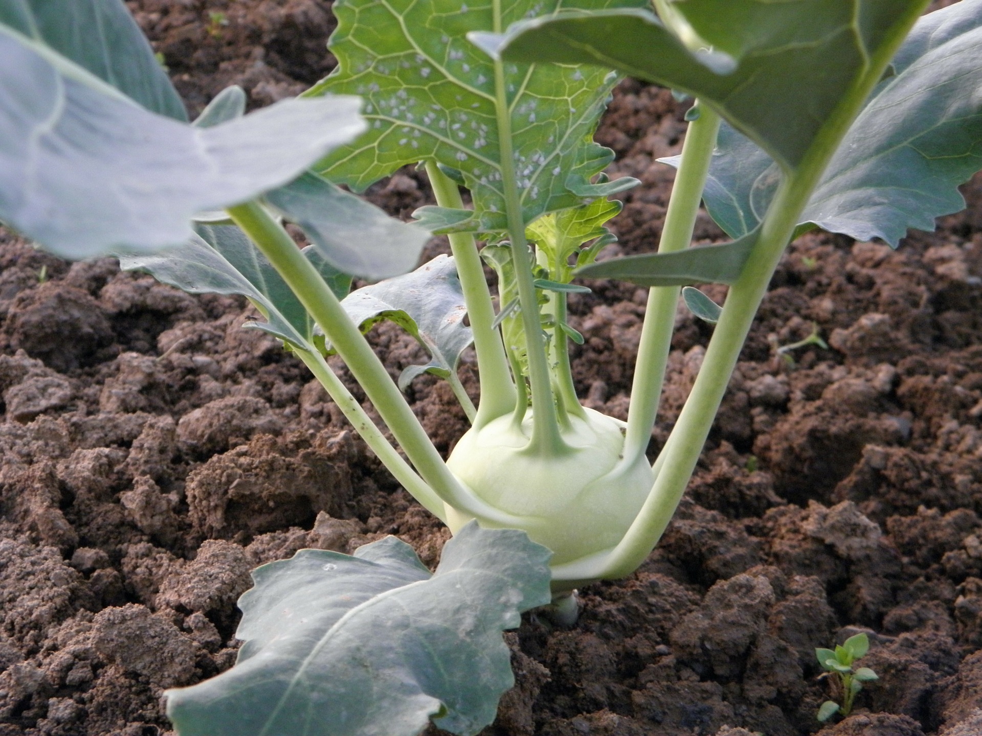 กะหล่ำปมสีเขียว - Kohlrabi