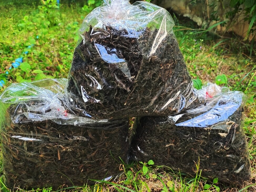 ชาอัสสัมทำมือ Handmade ชาป่าเจริญเติบโตตามธรรมชาติ ขนาด 100 กรัม ชาดำอัสสัม (ใบชาอบแห้ง) ชาอัสสัมดอยลาง ชาออร์แกนิคแท้ 100% จากธรรมชาติ ปลูกบนดอยสูง รสชาติกลมกล่อม หอมละมุน คัดสรรใบชาคุณภาพเยี่ยม ผ่านกรรมวิธีการผลิตที่พิถีพิถัน เพื่อให้ได้ชาอัสสัมที่อร่อย