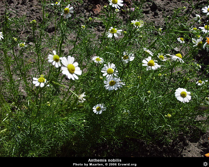 คาโมมายล์โรมัน (หญ้าหอม) - Roman Chamomile