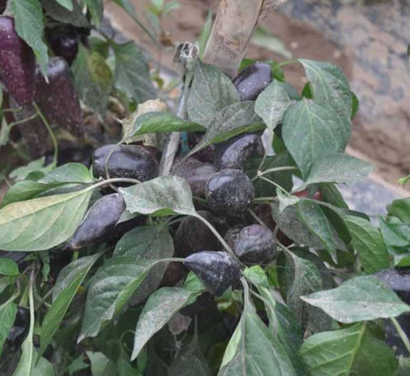 พริกประดับจีนสีดำ - Chinese Ornamental Black Pepper