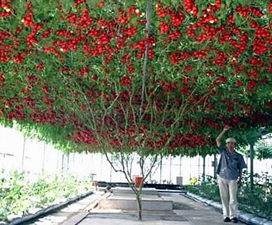 มะเขือเทศต้นอิตาลีทริปแอลครอป - Trip L Crop Tomato