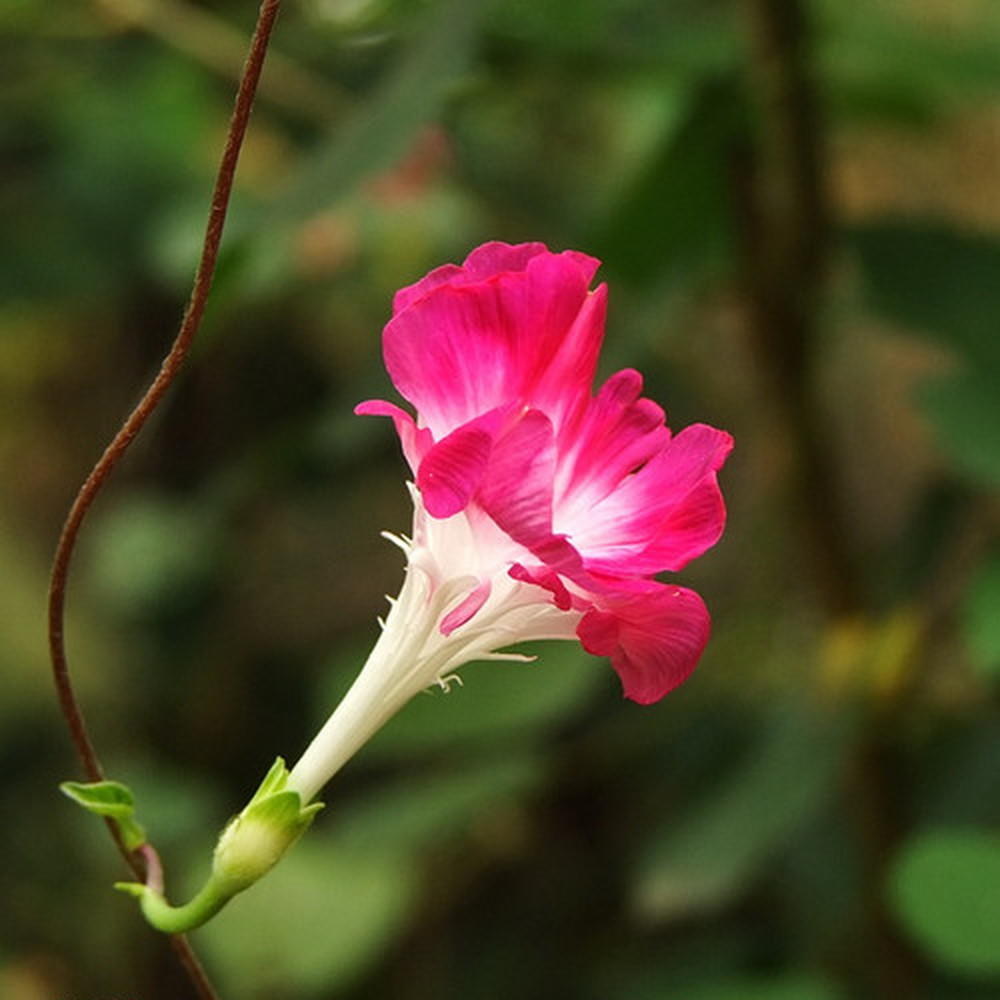 มอร์นิ่งกลอรี่ดอกซ้อนสีแดง - Double Red Morning Glory