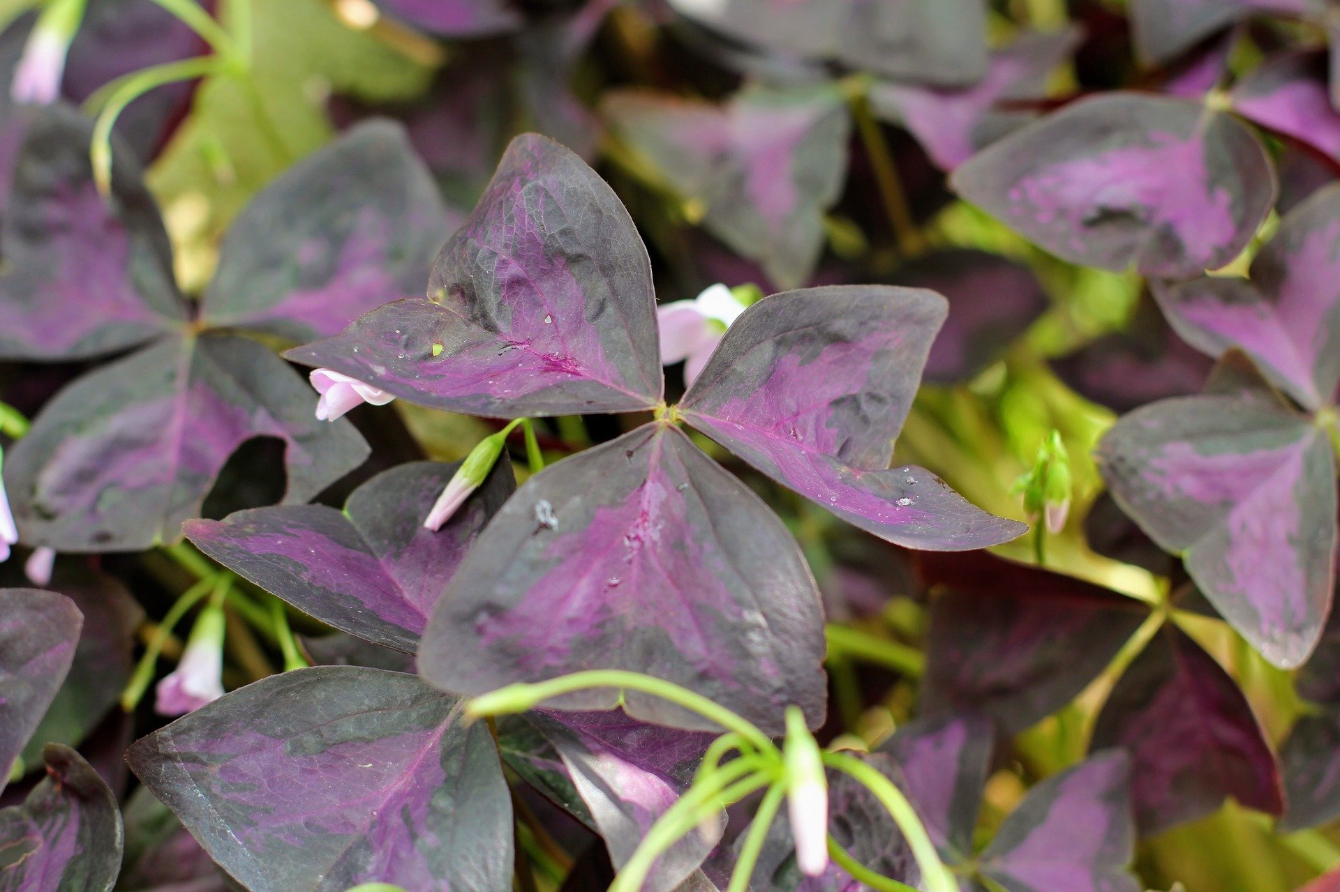 รากผีเสื้อราตรีสีม่วง - Oxalis triangularis 20 กรัม
