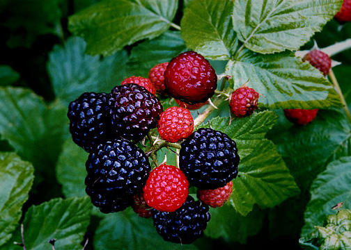 ราสพ์เบอรี่สีดำ - Black Raspberry
