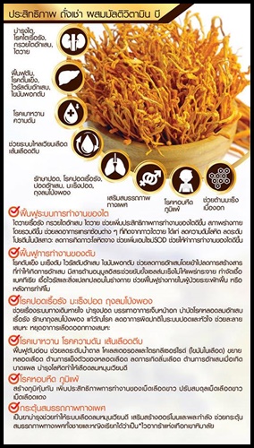 ถั่งเช่า ผสมมัลติวิตามิน บี Cordyceps Plus Multi Vitamin B