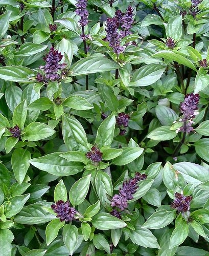 โหระพาอบเชย - Cinnamon Basil