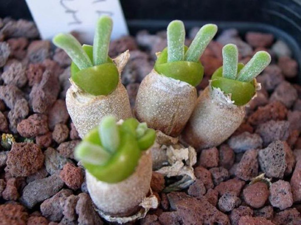 ต้นหูกระต่าย - Monilaria moniliformis