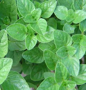 ออริกาโน - Oregano