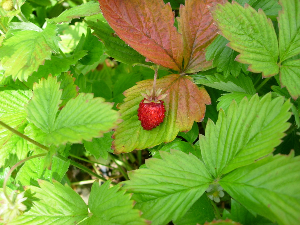 สตรอเบอรี่รูเจน - Reugen Strawberry