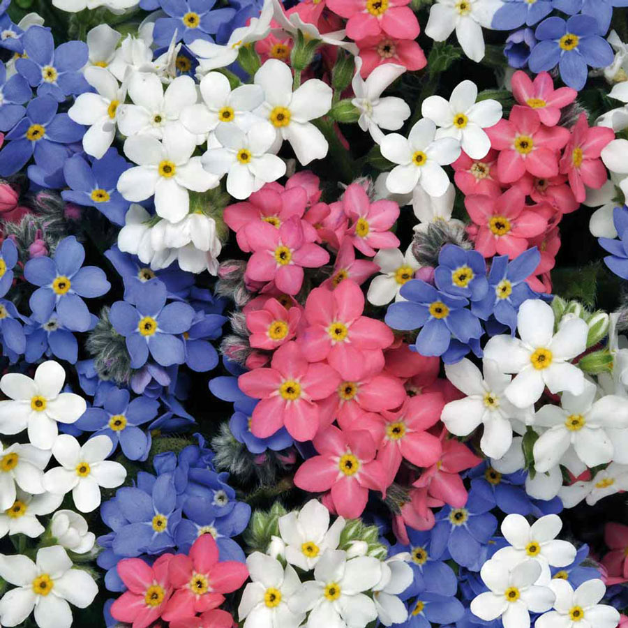 ฟอร์เก็ตมีน็อตคละสี - Mixed Forget me not