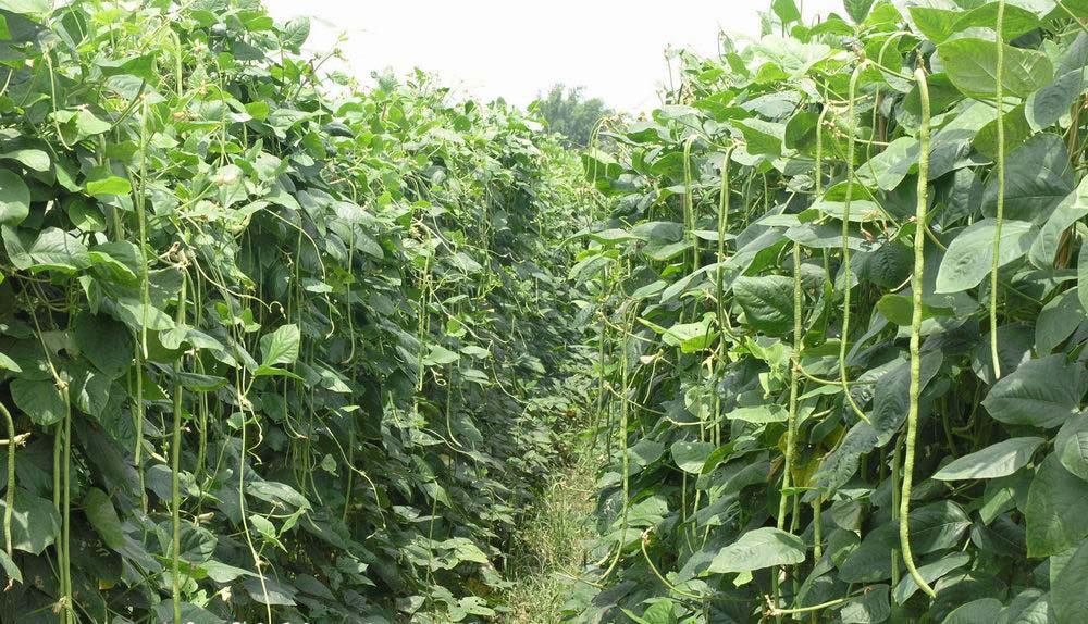 ถั่วฝักยาว - Yard Long Bean (1-1.2 เมตร)