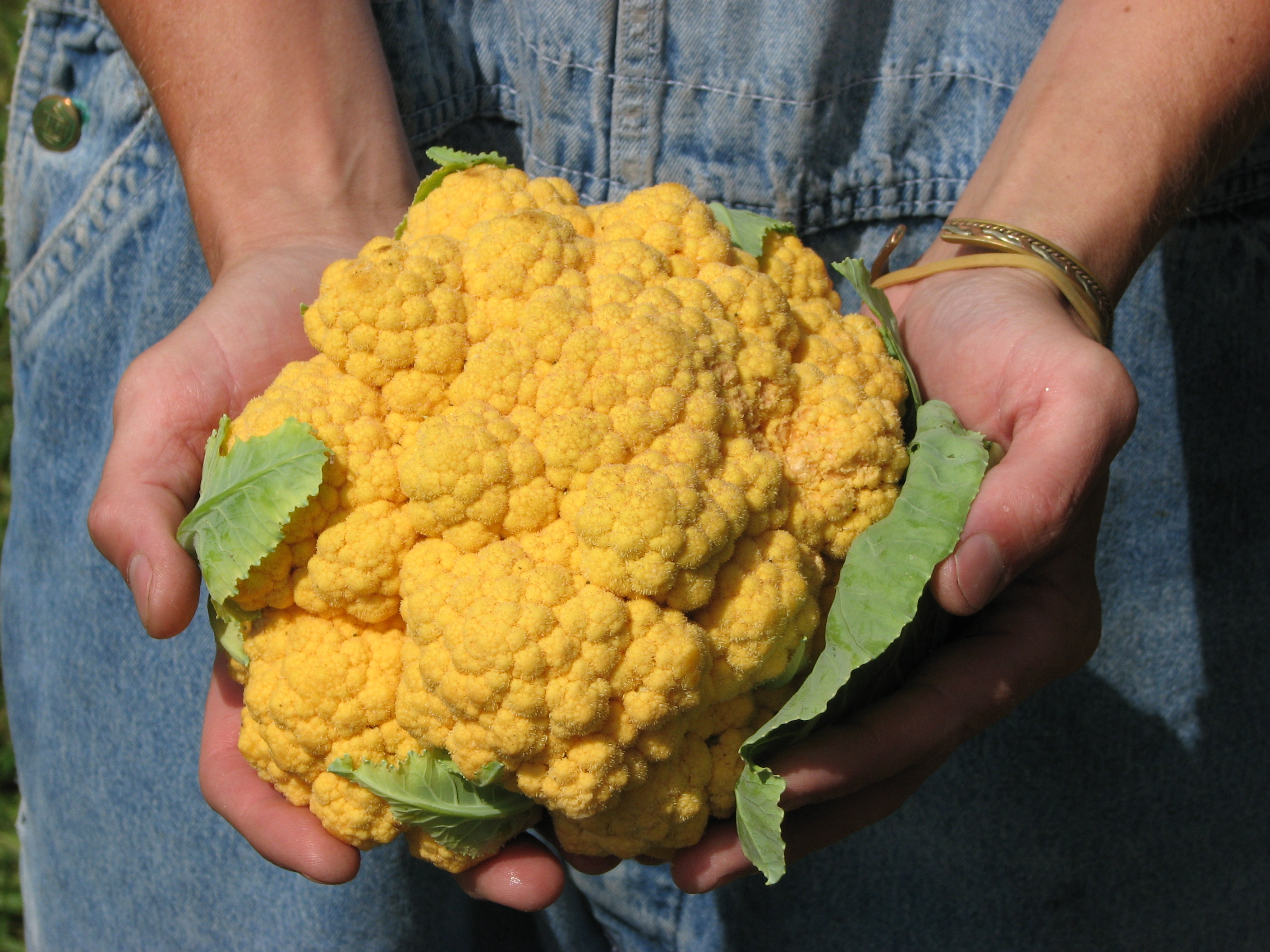 กะหล่ำดอกสีส้ม - Sunset F1 Cauliflower