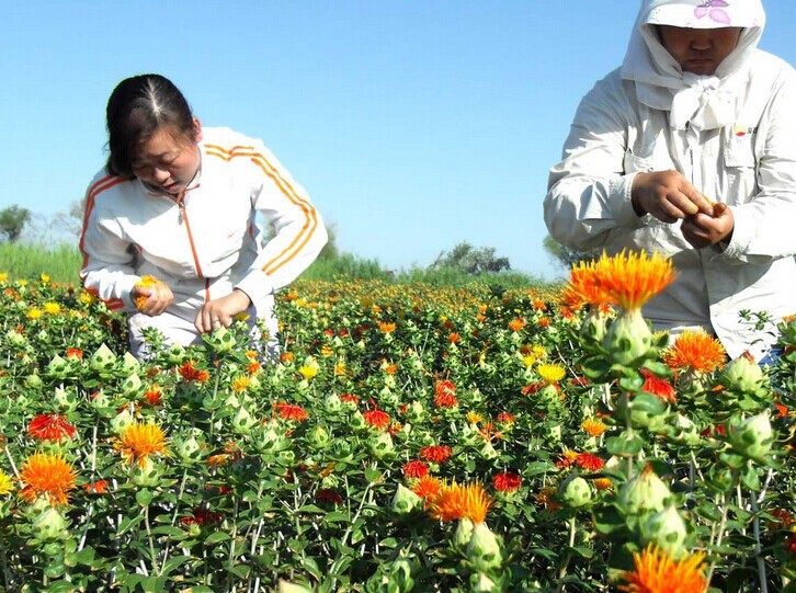 ดอกคำฝอย (พันธุ์มีหนาม) - Safflower (Carthamus tinctorius)