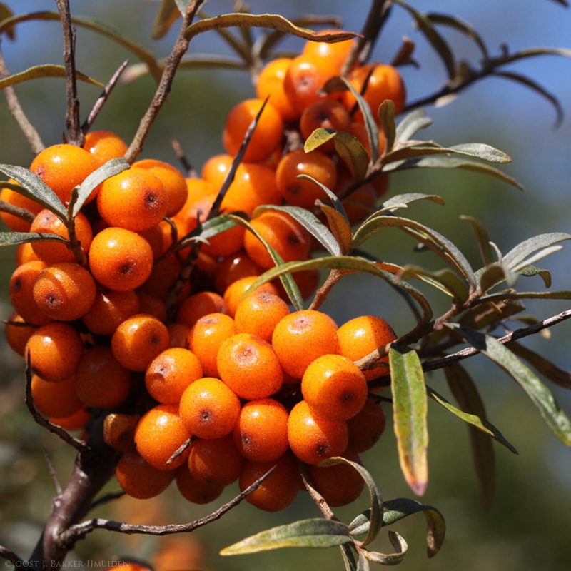 ซีบัคทอร์น - Sea Buckthorn