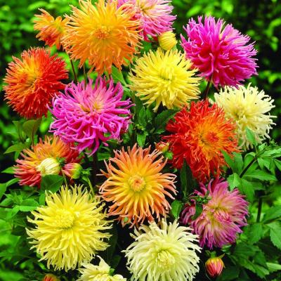 รักเร่แคคตัสคละสี - Mixed Cactus Dahlia 10 เมล็ด