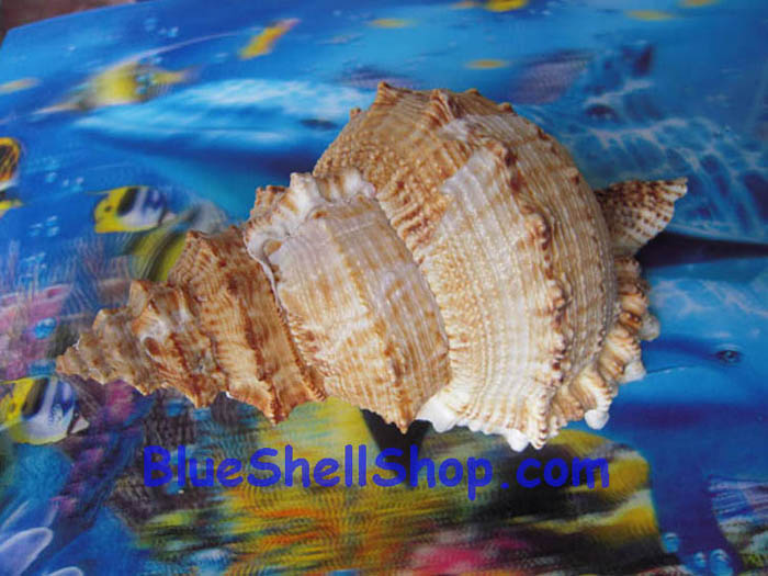 หอยสังข์กบ