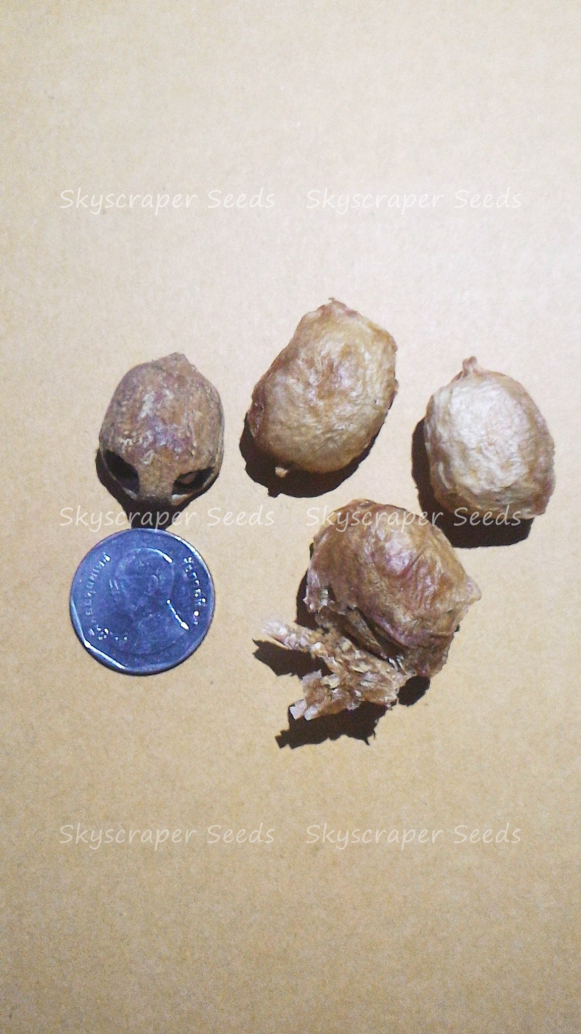 มารูล่า - Marula