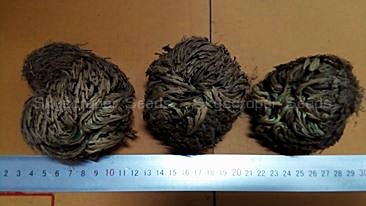 กุหลาบแวมไพร์ - Rose of Jericho (แบบลูกบอล)