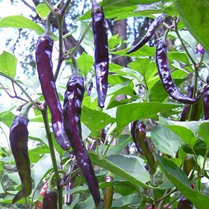 พริกคาเยนสีม่วง - Purple Cayenne Pepper