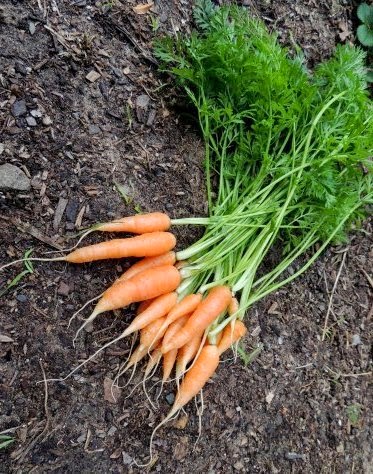 แครอทนิ้วมือ - Little Finger Carrot