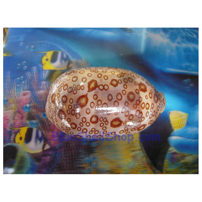 หอยเบี้ยน้ำตาล