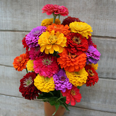 บานชื่นแคลิฟอร์เนียไจแอ้นท์คละสี - Mixed California Giant Zinnia