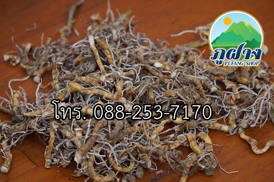 รากปู่เฒ่าทิ้งไม้เท้า **สินค้าหายาก** ปู่เฒ่าลืมไม้เท้า (บัวดอย) Aspidistra elatior น้ำหนัก 1 กิโลกรัม เป็นพืชสมุนไพรที่ค้นพบปี 2543 บนที่สูงตั้งแต่ ระดับน้ำทะเล 1,400-1,800 เมตร สรรพคุณแก้ปวดหลัง ปวดเอว ปวดตามส่วนต่างๆของร่างกายและใช้ในการบำรุงร่างกาย