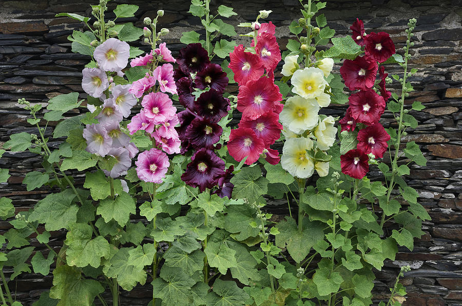 ฮอลลี่ฮอคคละสี - Mixed Hollyhock
